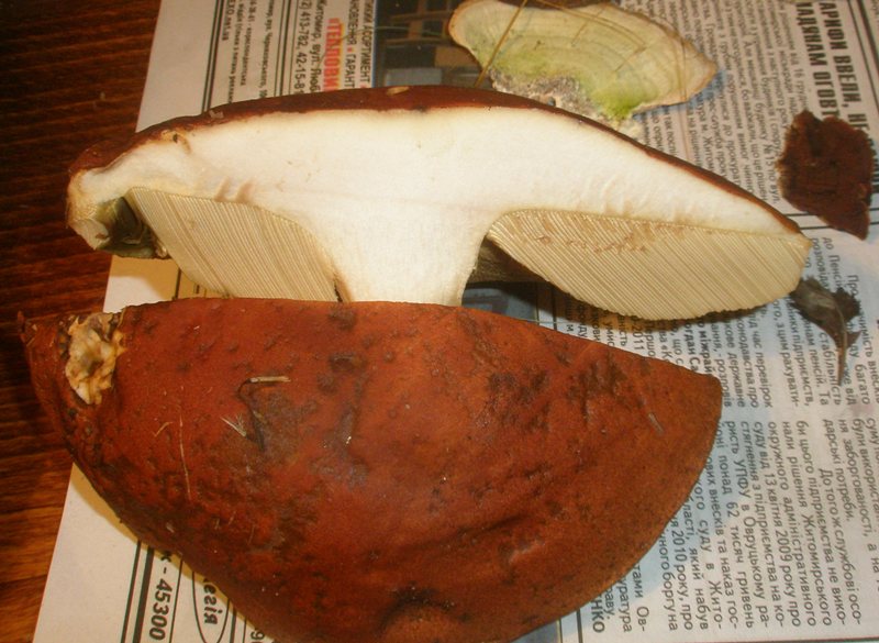 leccinum_aurantiacum_4.jpg