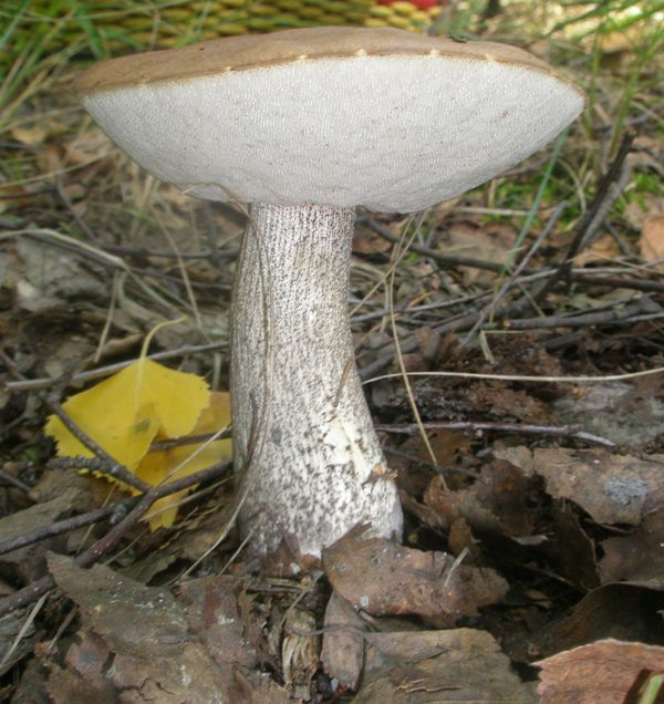 leccinum_scabrum_3.jpg