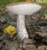 leccinum_scabrum_3_t1.jpg