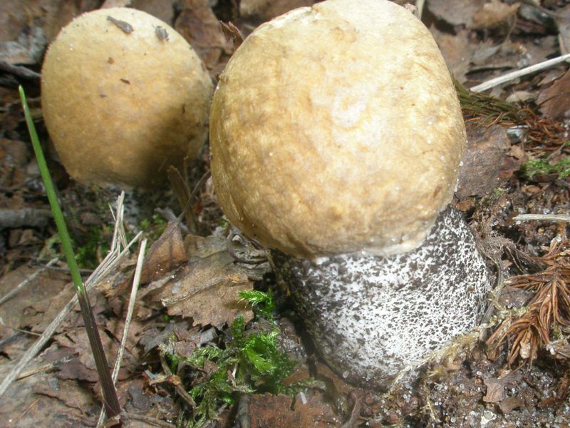 leccinum_testaceoscabrum.jpg