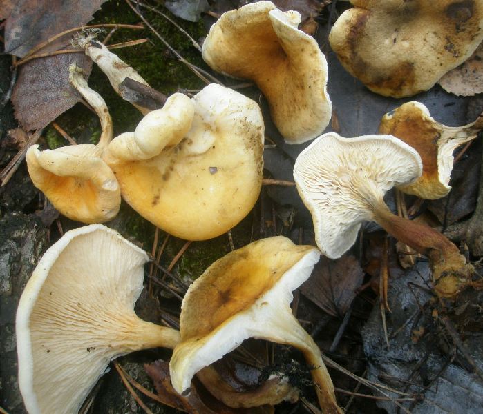 lentinellus_cochleatus.jpg