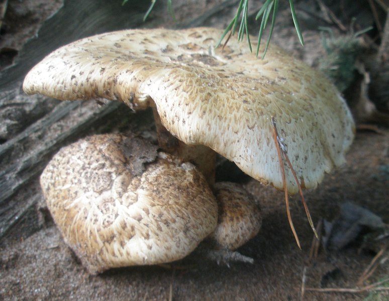 lentinus_lepideus_1.jpg