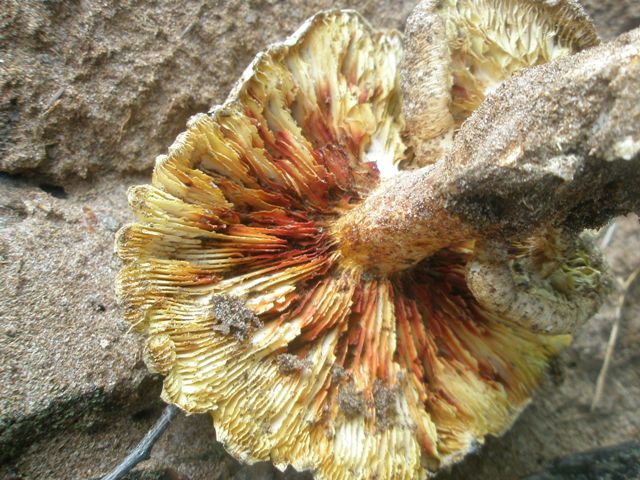 lentinus_lepideus_2.jpg