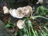 lentinus_tigrinus_1_t1.jpg