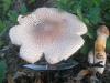lepiota_badhami_1_t1.jpg