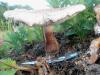 lepiota_badhami_2_t1.jpg