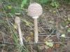 lepiota_procera_1a_t1.jpg