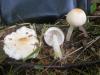 lepiota_sp_1_t1.jpg
