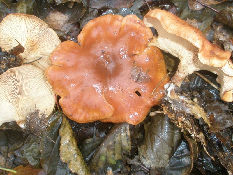 lepista_inversa_1_1.jpg