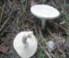 leucoagaricus_leucothites_1_t1.jpg