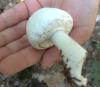 leycoagaricus_t1.jpg