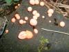 lycogala_sp_1_t1.jpg