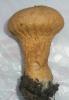 lycoperdon_perlatum_1_t1.jpg