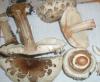 macrolepiota_rhacodes_2_t1.jpg