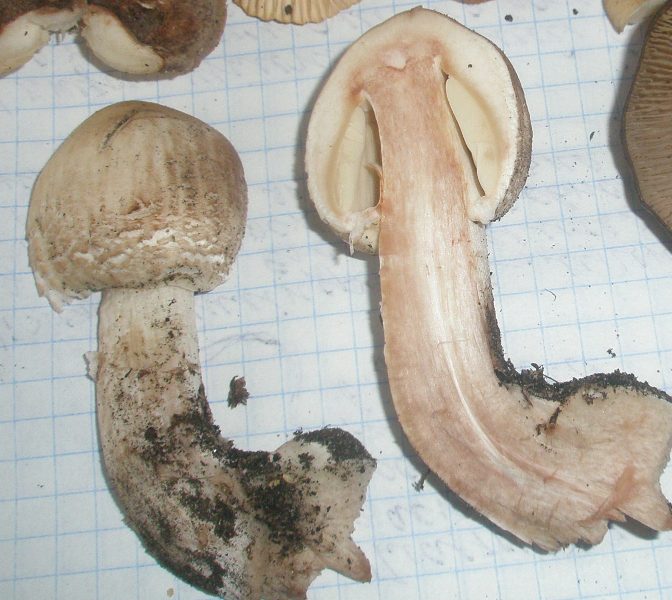 macrolepiota_rhacodes_3.jpg