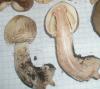 macrolepiota_rhacodes_3_t1.jpg