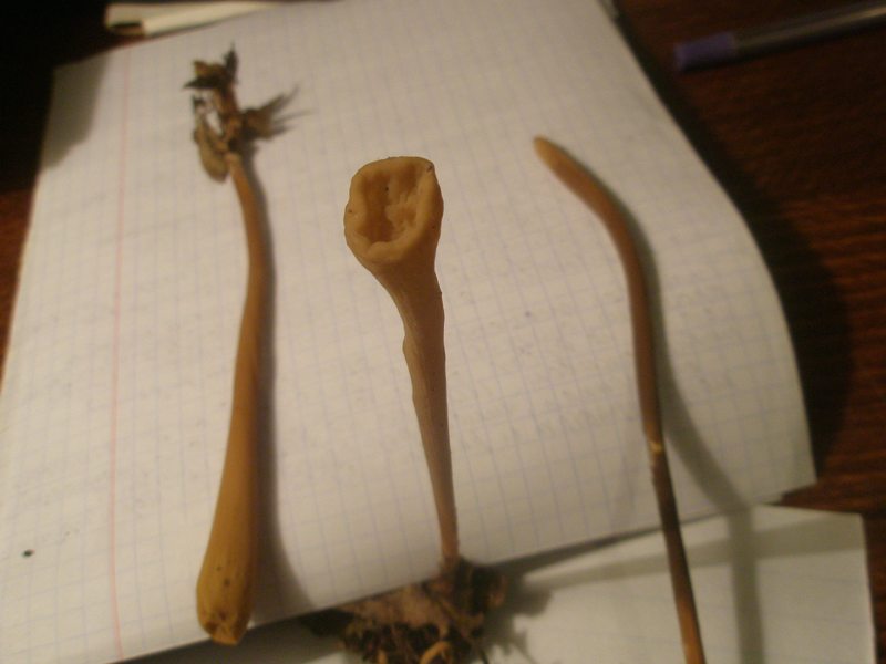 macrotiphula_fistulosa_2.jpg