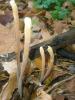 macrotyphula_fistulosa_1_t1.jpg
