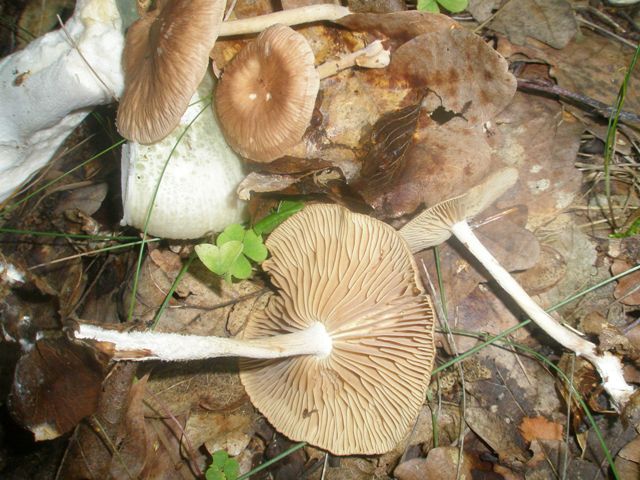 marasmioides_1.jpg
