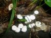 marasmius_rotula_1_t1.jpg