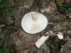 megacollybia_platyphylla_1_t1.jpg
