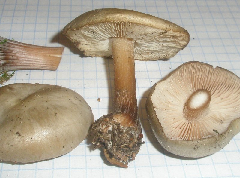 melanoleuca_sp_1.jpg