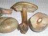 melanoleuca_sp_1_t1.jpg
