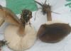 melanoleuca_sp_2_t1.jpg