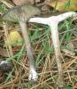melanoleuca_sp_3_t1.jpg