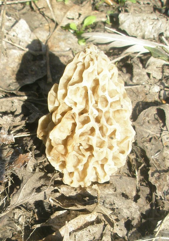 morchella_esculenta_2.jpg