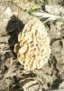 morchella_esculenta_2_t1.jpg