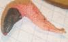 mutinus_sp_caninus_1_t1.jpg