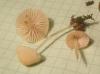 mycena_flavoalba_t1.jpg