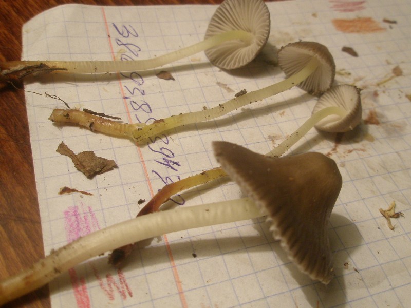 mycena_inclinata_1a.jpg