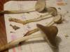 mycena_inclinata_1a_t1.jpg