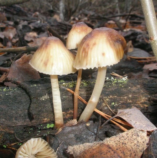 mycena_inclinata_2.jpg