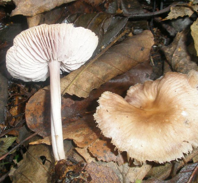 mycena_rosea_1.jpg