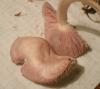 mycena_rosea_2a_t1.jpg