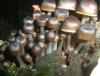 mycena_sp1_t1.jpg