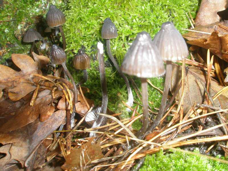 mycena_sp_1.jpg