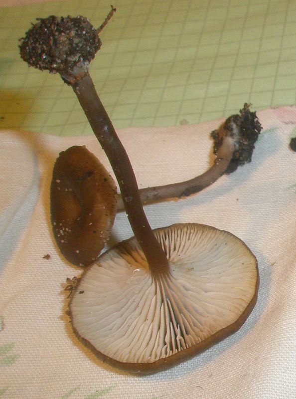 myxomphalina_maura.jpg