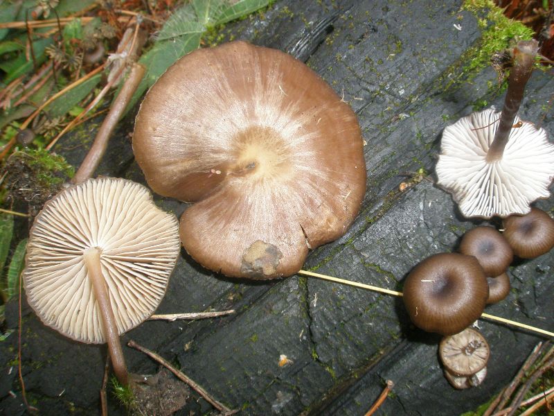 myxomphalina_maura_2.jpg