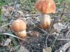 p8070038_leccinum_aurantiacum_c_t1.jpg