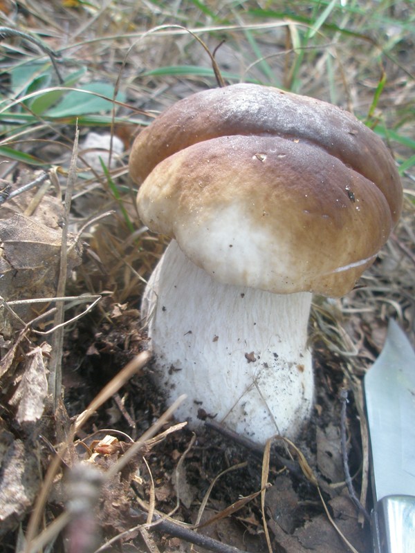 p8070041_boletus_edulis.jpg