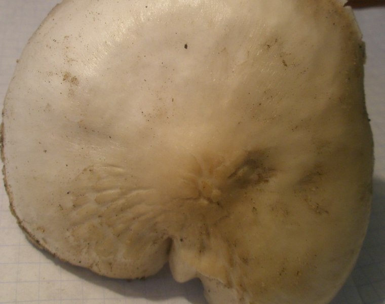 p9300133_pluteus_petassatus.jpg