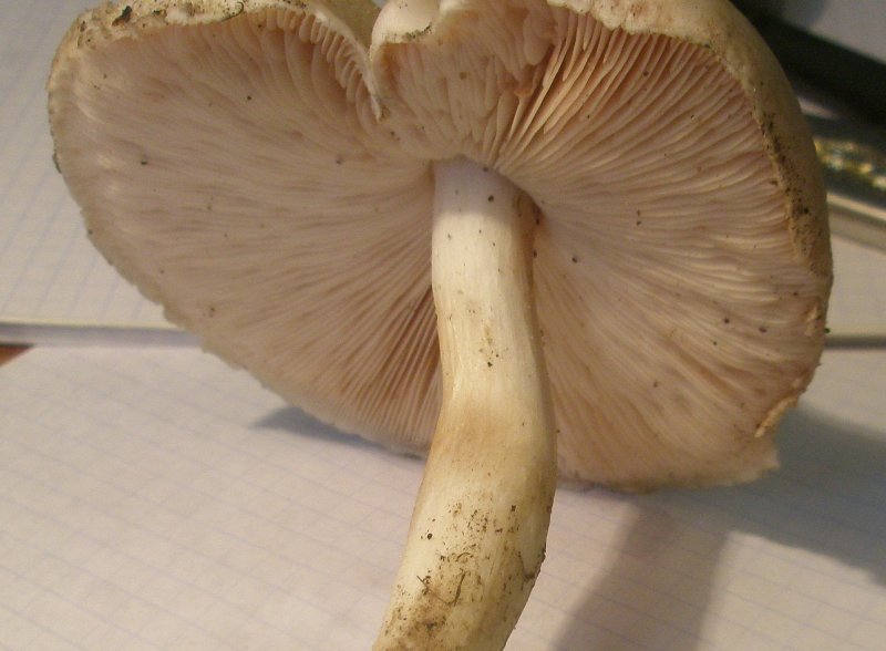 p9300134_pluteus_petassatus.jpg