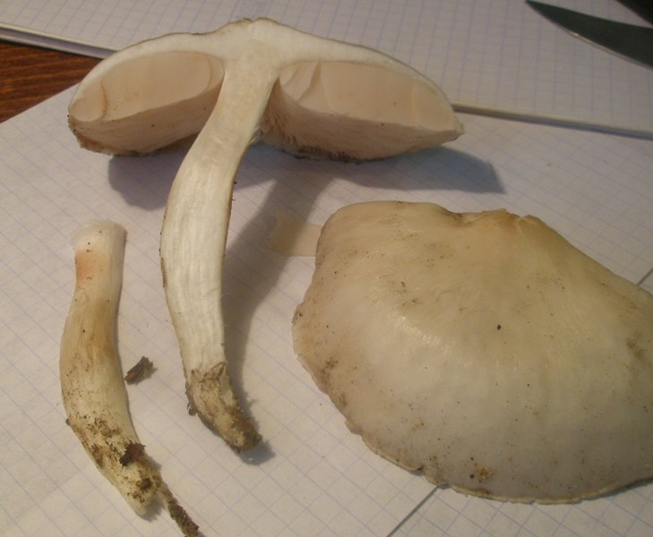 p9300135_pluteus_petassatus.jpg