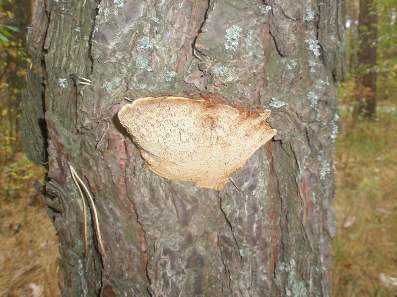 pa060143_phellinus_pini.jpg