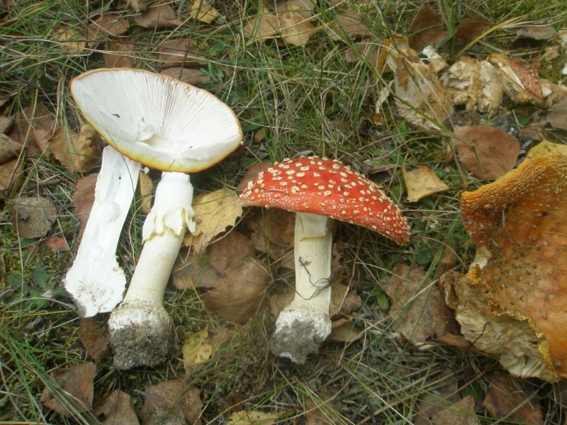 pa060155_amanita_muscaria.jpg