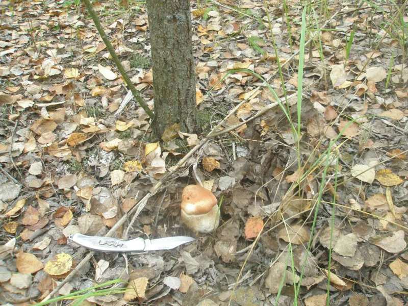 pa060161_leccinum_aurantiacum.jpg